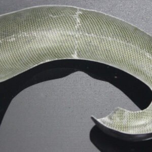 Exhaust Chamber Guard, Carbon, KTM250/300 Off-road